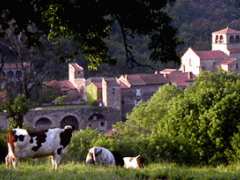 photo de marché aux champignons