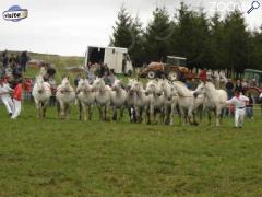 photo de 9 émé fête du cheval percheron