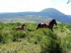 photo de FERME EQUESTRE DES ROCHES