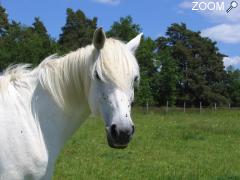 Foto Promenades a cheval