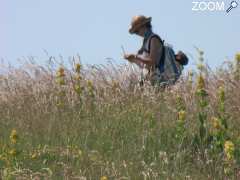 picture of Balades de découverte des plantes