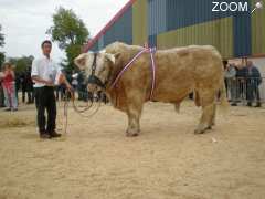 Foto Concours agricole des animaux de boucherie Charolais