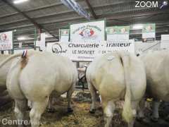photo de Concours agricole des animaux reproducteurs Charolais