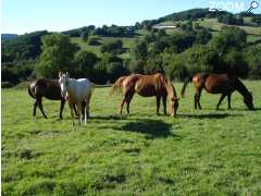 photo de Equitation western et lait de jument